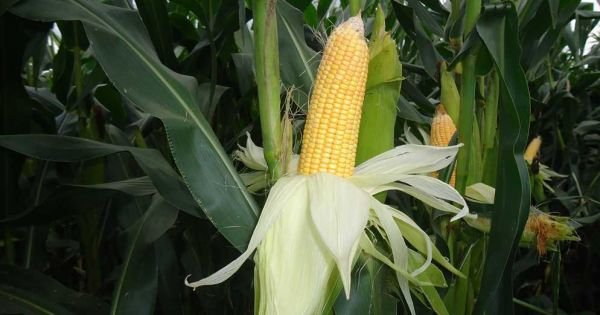 Paragwajski eksport kukurydzy przez brazylijski popyt rośnie - Mercopress