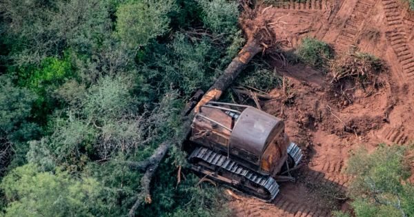 Argentyna sprzeciwia się „standardowej” klasyfikacji ryzyka wylesiania UE - Mercopress