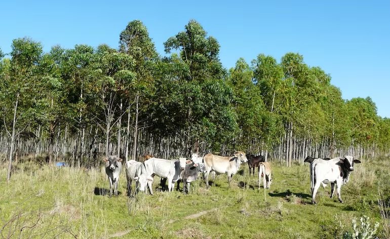 Executive oficjalnie reguluje prawo kredytowe (Power - Digital Diario