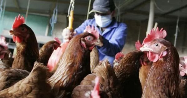 Paragwaj na pogotowiu o wybuchu grypy w sąsiedniej Brazylii - Mercopress