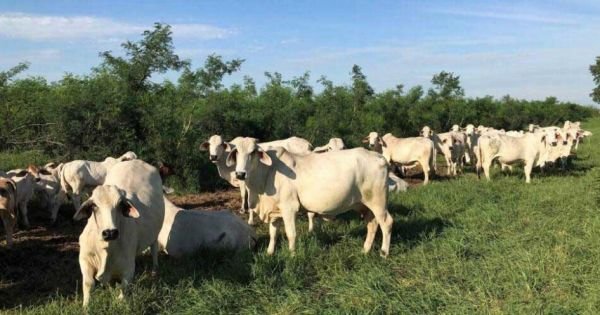 Singapur jako brama do innych azjatyckich rynków południowo -wschodnich na mięso Paragwaju - Mercopress