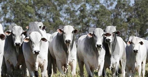 Japońska delegacja Audita Produkcja mięsa paragwajskiego - Mercopress